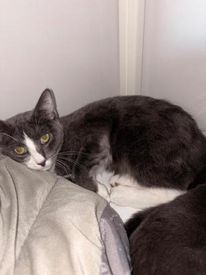 Colonel Dodge, kitten, available for adoption