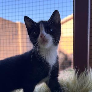 Dotty Minerva, young, available for adoption
