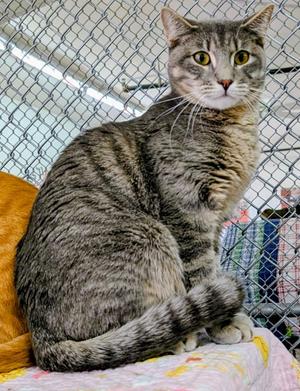 Amulet, young, available for adoption