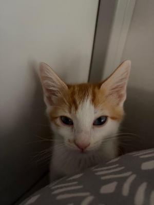 A close-up of a white and orange cat with blue eyes, peeking from behind a patterned surface.
