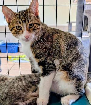 Danio, kitten, available for adoption