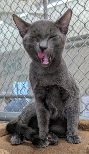 A gray cat with its eyes closed and mouth open, showing its tongue, sitting on a brown surface in front of a chain-link fence.