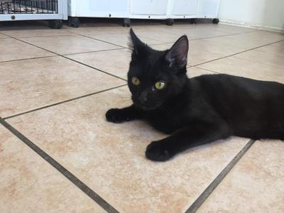 Criket, kitten, available for adoption