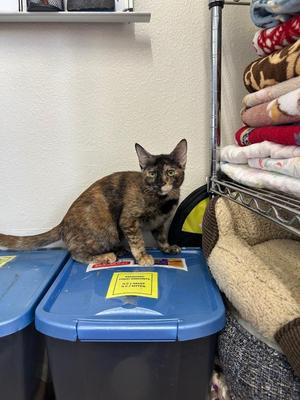Dori, kitten, available for adoption