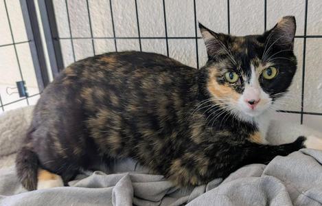 Divine, young, available for adoption