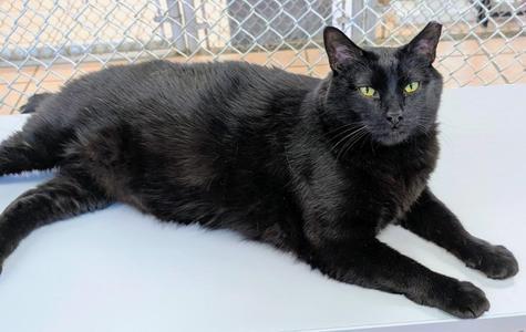 Finnegan, adult, available for adoption