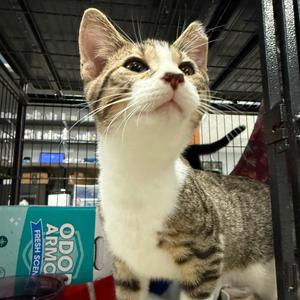 Cornelius Cornbread, kitten, available for adoption
