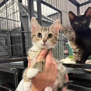 Candy, adult, available for adoption