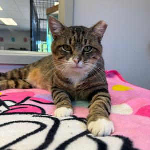 Boy George, adult, available for adoption