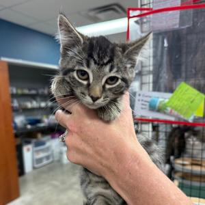 Dennis, adult, available for adoption