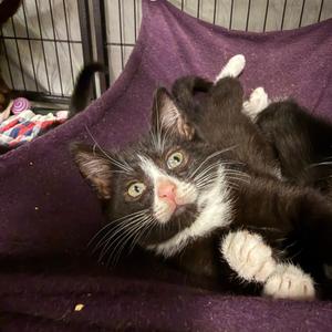 Cam, adult, available for adoption