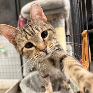 Cat-Purrine Earnspaw, adult, available for adoption