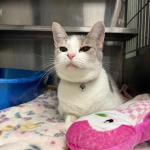 Chex, adult, available for adoption