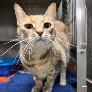 Coral, adult, available for adoption