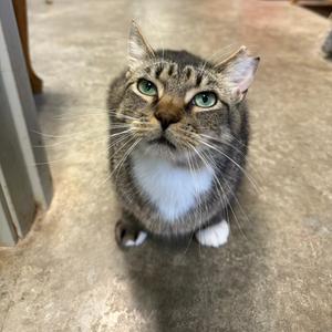 A gray and white cat with green eyes looking up at the camera.