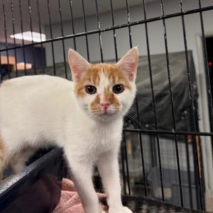 Caesar, adult, available for adoption