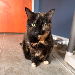 Betty, senior, available for adoption