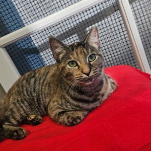Celine, adult, available for adoption