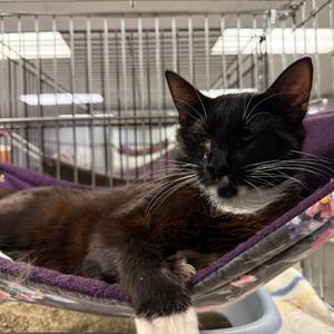 Chassis, adult, available for adoption