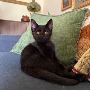 Aries, kitten, available for adoption