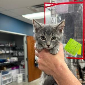 Charlie, adult, available for adoption