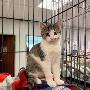 Caprese, adult, available for adoption