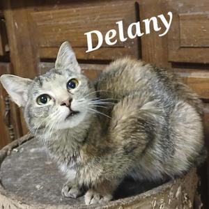 Delany, adult, available for adoption