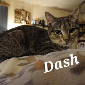 Dash, adult, available for adoption