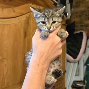 Dipper, adult, available for adoption