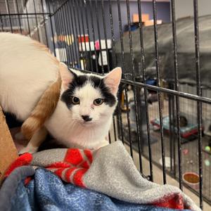 Cobb, adult, available for adoption
