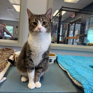 Angelface, adult, available for adoption