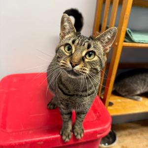 Bogo, adult, available for adoption