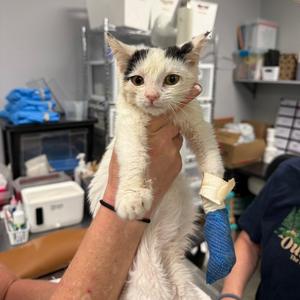 Chalupa, adult, available for adoption