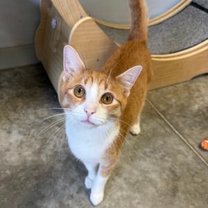 Crabapple, adult, available for adoption