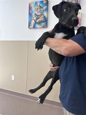 Rango, Boxer and Labrador Retriever, puppy, available for adoption