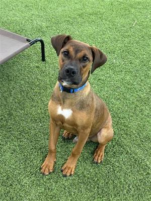 A brown dog with a blue collar sitting on green artificial grass.