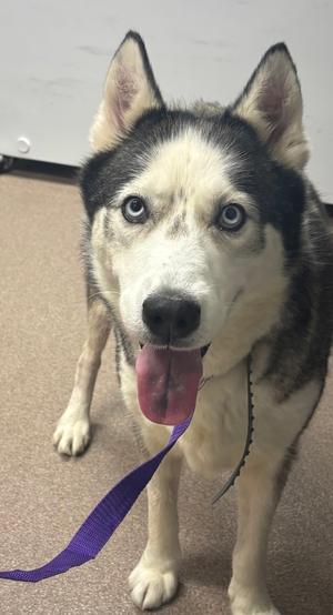 Blue, Alaskan Husky Mix, adult, available for adoption