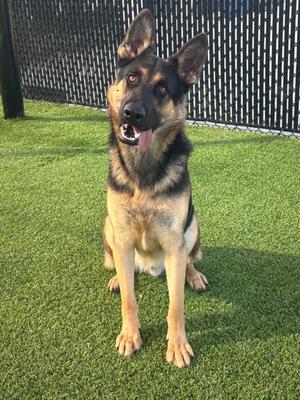 Titan, German Shepherd Dog, young, available for adoption