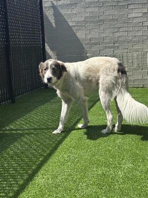 Remi, Great Pyrenees Mix, adult, available for adoption