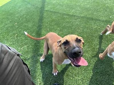 A brown dog with a pink tongue sticking out, standing on green artificial grass.