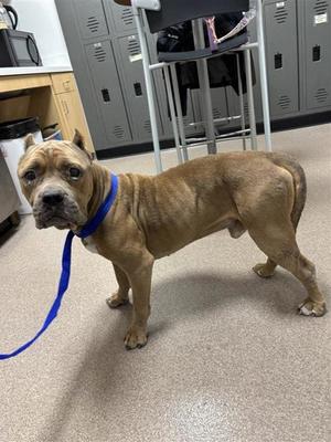 Stallone, American Pit Bull Terrier Mix, adult, available for adoption