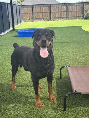 A Rottweiler dog standing on artificial grass in a backyard, with its tongue out and looking at the camera. There is a blue kiddie pool and a dog bed in the background.