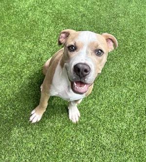 A brown and white dog sitting on green grass, looking up with a happy expression.