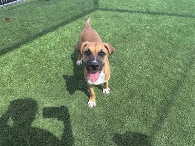 A brown and white dog standing on green artificial grass, looking up at the camera with its tongue out.