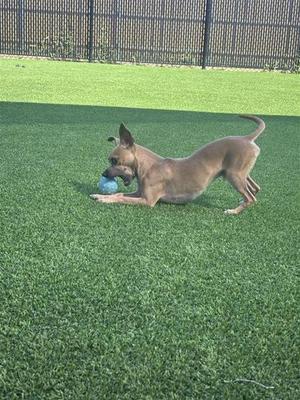 A dog playing with a blue ball on a grassy field.