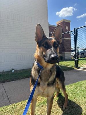 Zues, German Shepherd Dog Mix, young, available for adoption