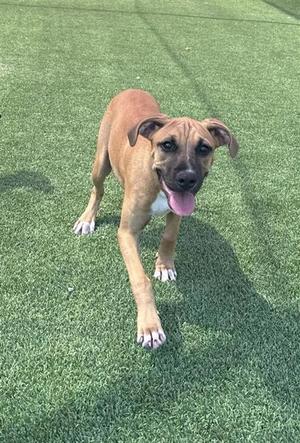 A brown dog with a white chest and paws is standing on a green artificial turf, looking directly at the camera with its tongue out.