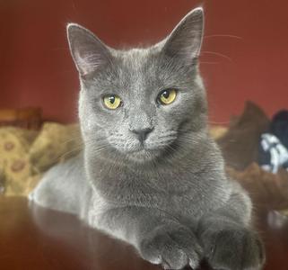 Chaos (coming soon!), kitten, available for adoption