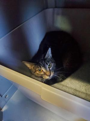 Indigo, adult, available for adoption