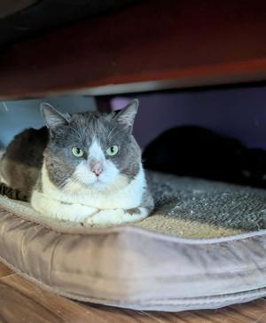 Duke, adult, available for adoption